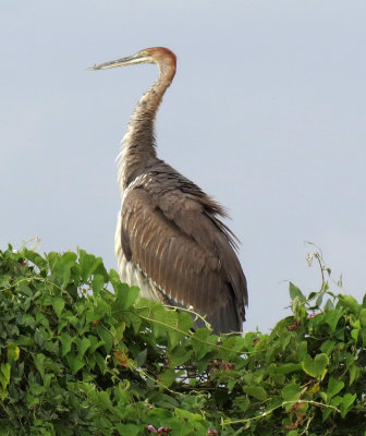 BIRD - HERON - GOLIATH HERON - NECH SAR NATIONAL PARK - ETHIOPIA (88).JPG