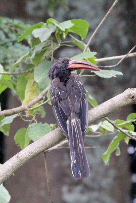 BIRD - HORNBILL - HEMPRICH'S HORNBILL - TOCKUS HEMPRICHII - LANGANO LAKE ETHIOPIA (1).JPG