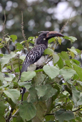 BIRD - HORNBILL - HEMPRICH'S HORNBILL - TOCKUS HEMPRICHII - LANGANO LAKE ETHIOPIA (5).JPG