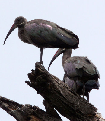 BIRD - IBIS - HADADA IBIS - AWASH NATIONAL PARK ETHIOPIA (2).JPG
