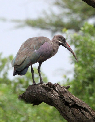 BIRD - IBIS - HADADA IBIS - AWASH NATIONAL PARK ETHIOPIA (4).JPG