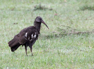 BIRD - IBIS - WATTLED IBIS - LANGANO LAKE ETHIOPIA (2).JPG