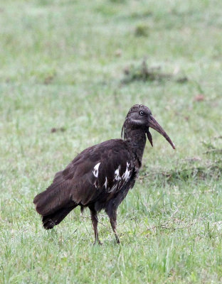 BIRD - IBIS - WATTLED IBIS - LANGANO LAKE ETHIOPIA (3).JPG