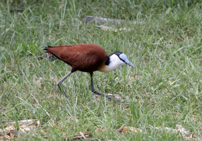 BIRD - JACANA - AFRICAN JACANA - ZIWAY LAKE ETHIOPIA (1).JPG