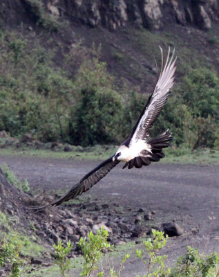 BIRD - LAMMERGEIER - SIMIEN MOUNTAINS NATIONAL PARK ETHIOPIA (2).JPG