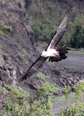 BIRD - LAMMERGEIER - SIMIEN MOUNTAINS NATIONAL PARK ETHIOPIA (3).JPG