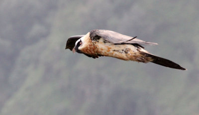 BIRD - LAMMERGEIER - SIMIEN MOUNTAINS NATIONAL PARK ETHIOPIA (33).JPG