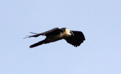 BIRD - LAMMERGEIER - SIMIEN MOUNTAINS NATIONAL PARK ETHIOPIA (43).JPG