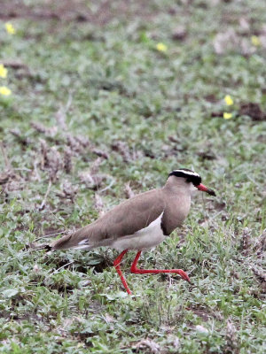 BIRD - LAPWING - CROWNED LAPWING - AWASH NATIONAL PARK ETHIOPIA (2).JPG