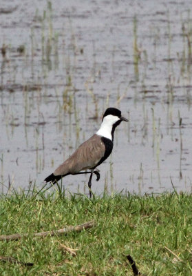 BIRD - LAPWING - SPUR-WING LAPWING - LANGANO LAKE ETHIOPIA (1).JPG