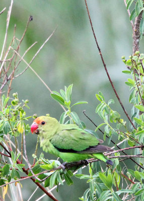 BIRD - LOVEBIRD - BLACK-WINGED LOVEBIRD - BALE MOUNTAINS NATIONAL PARK ETHIOPIA (184).JPG