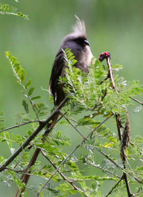 BIRD - MOUSEBIRD - SPECKLED MOUSEBIRD - LAKE AWASSA ETHIOPIA (2).JPG