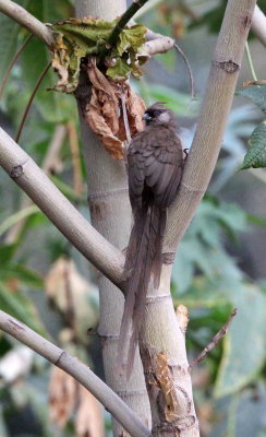 BIRD - MOUSEBIRD - SPECKLED MOUSEBIRD - RODENT -ARBAMINCH ETHIOPIA (4).JPG