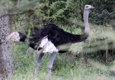 BIRD - OSTRICH - SOMALI OSTRICH -  ABIATA-SHALLA NATIONAL PARK ETHIOPIA (1).JPG