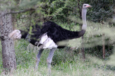 BIRD - OSTRICH - SOMALI OSTRICH -  ABIATA-SHALLA NATIONAL PARK ETHIOPIA (5).JPG