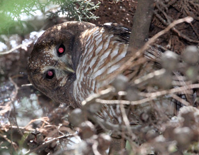 BIRD - OWL - AFRICAN WOOD OWL - BALE MOUNTAINS NATIONAL PARK ETHIOPIA (1).JPG
