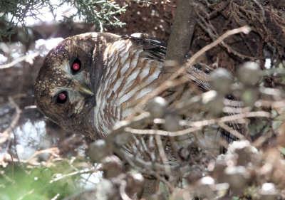 BIRD - OWL - AFRICAN WOOD OWL - BALE MOUNTAINS NATIONAL PARK ETHIOPIA (2).JPG