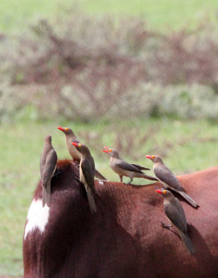 BIRD - OXPECKER - RED-BILLED OXPECKER - LANGANO LAKE ETHIOPIA (1).JPG