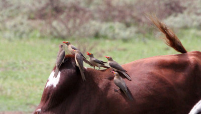 BIRD - OXPECKER - RED-BILLED OXPECKER - LANGANO LAKE ETHIOPIA (3).JPG