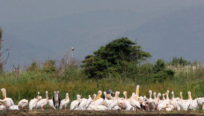 BIRD - PELICAN - GREAT-WHITE PELICAN -  NECH SAR NATIONAL PARK ETHIOPIA (5).JPG
