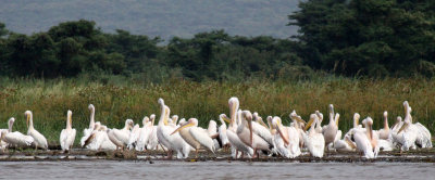 BIRD - PELICAN - GREAT-WHITE PELICAN - NECH SAR NATIONAL PARK ETHIOPIA (3).JPG