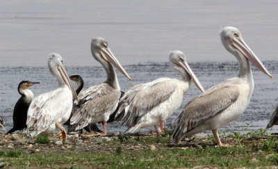 BIRD - PELICAN - PINK-BACKED PELICAN & PINK-BACKED PELICAN - LANGANO LAKE ETHIOPIA (4).JPG