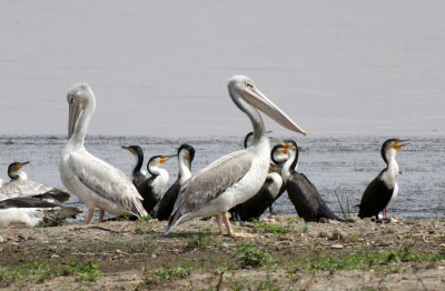 BIRD - PELICAN - PINK-BACKED PELICAN - LANGANO LAKE ETHIOPIA (2).JPG
