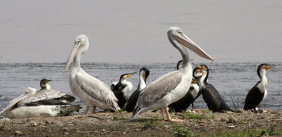 BIRD - PELICAN - PINK-BACKED PELICAN - LANGANO LAKE ETHIOPIA (3).JPG