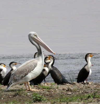 BIRD - PELICAN - PINK-BACKED PELICAN - LANGANO LAKE ETHIOPIA (4).JPG