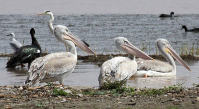 BIRD - PELICAN - PINK-BACKED PELICAN - LANGANO LAKE ETHIOPIA (6).JPG