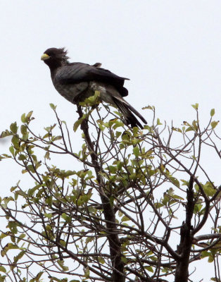 BIRD - PLANTAIN EATER - EASTERN GREY PLANTAIN EATER - AWASH NATIONAL PARK ETHIOPIA (1).JPG