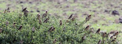 BIRD - QUELEA - RED-BILLED QUELEA - QUELEA QUELEA - ALI DEGE PLAINS ETHIOPIA (2).JPG