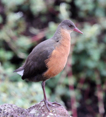BIRD - RAIL - Rouget's Rail (Rougetius rougetii) - BALE MOUNTAINS NATIONAL PARK ETHIOPIA (4).JPG