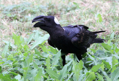 BIRD - RAVEN - THICK-BILLED RAVEN -  NECH SAR NATIONAL PARK ETHIOPIA (8).JPG