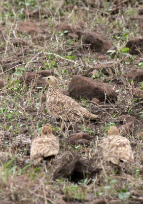 BIRD - SANDGROUSE - CHESTNUT-BELLIED SANDGROUSE - ALI DEGE PLAINS ETHIOPIA (3).JPG