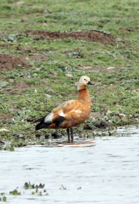 BIRD - SHELDUCK - RUDDY SHELDUCK - BALE MOUNTAINS NATIONAL PARK ETHIOPIA (5).JPG
