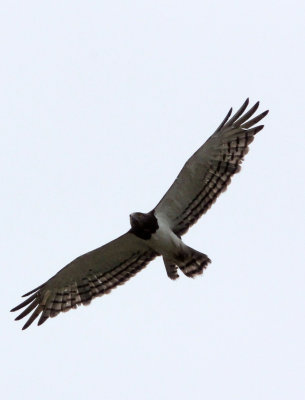BIRD - SNAKE-EAGLE - BLACK-CHESTED SNAKE-EAGLE - AWASH NATIONAL PARK ETHIOPIA (4).JPG