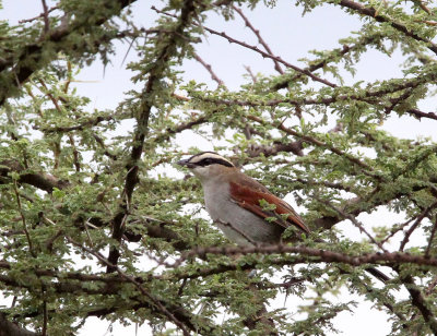 BIRD - SPECIES UNIDENTIFIED - LANGANO LAKE ETHIOPIA (3).JPG