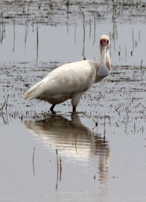 BIRD - SPOONBILL - AFRICAN SPOONBILL - LANGANO LAKE ETHIOPIA (12).JPG