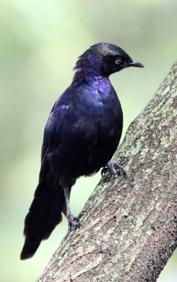 BIRD - STARLING - GREATER BLUE-EARED STARLING - ZIWAY LAKE ETHIOPIA.JPG