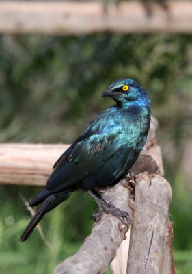 BIRD - STARLING - GREATER BLUE-EARRED STARLING - LAKE AWASSA ETHIOPIA (2).JPG