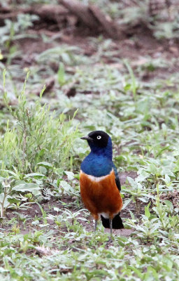 BIRD - STARLING - SUPERB STARLING - AWASH NATIONAL PARK ETHIOPIA (3).JPG