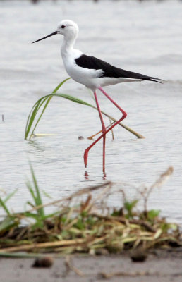 BIRD - STILT - BLACK-WINGED STILT -  NECH SAR NATIONAL PARK ETHIOPIA (4).JPG