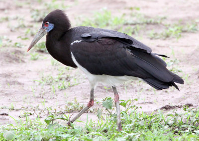 BIRD - STORK - ABDIM'S STORK - CICONIA ABDIMII - AWASH NATIONAL PARK ETHIOPIA (10).JPG