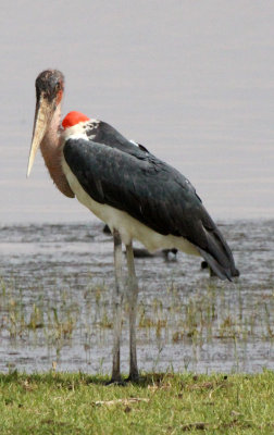 BIRD - STORK - MARABOU STORK - LANGANO LAKE ETHIOPIA (10).JPG