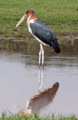 BIRD - STORK - MARABOU STORK - LANGANO LAKE ETHIOPIA (4).JPG