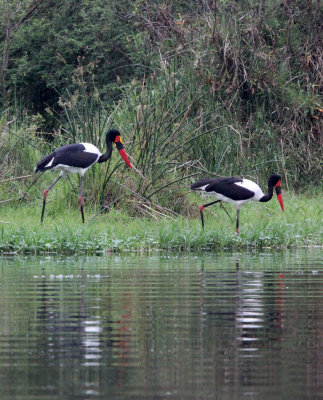 BIRD - STORK - SADDLE-BILLED STORK - LAKE AWASSA ETHIOPIA (3).JPG