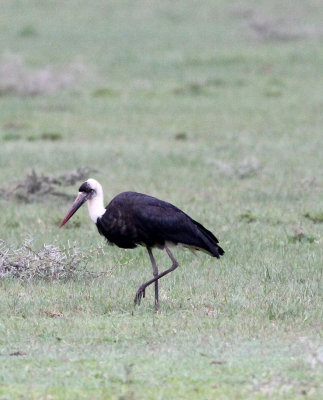 BIRD - STORK - WOOLLY-NECKED STORK - LANGANO LAKE ETHIOPIA (4).JPG