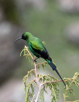 BIRD - SUNBIRD - MALACHITE SUNBIRD - BALE MOUNTAINS NATIONAL PARK ETHIOPIA (2).JPG