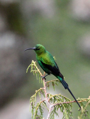 BIRD - SUNBIRD - MALACHITE SUNBIRD - BALE MOUNTAINS NATIONAL PARK ETHIOPIA (4).JPG